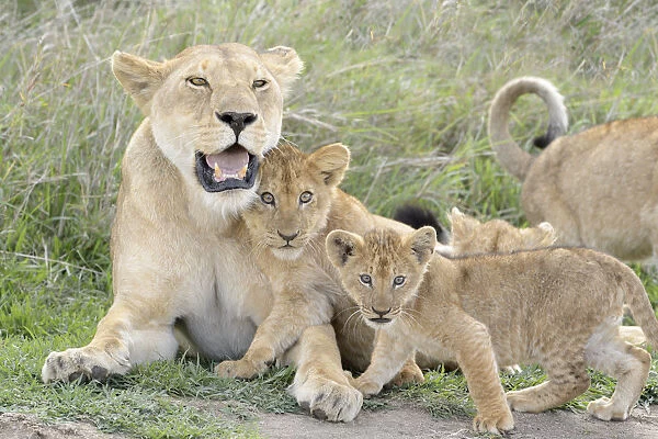 Lion (Panthera leo) cubs playing with lioness mother in the savanna