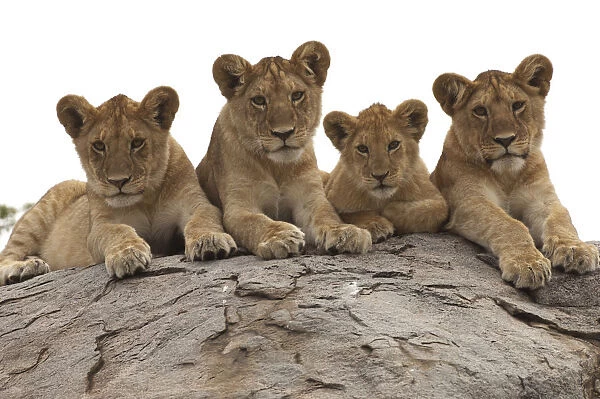 Lion (Panthera leo) cubs presting on a kopje, Serengeti National Park, Tanzania