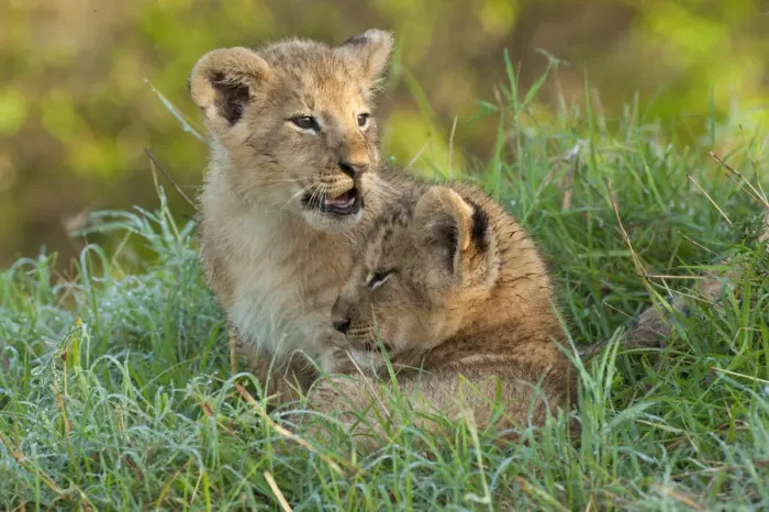 Framed Print : Two Lion (Panthera leo) cubs resting close to one another in dew covered grass during Framed Print : Two Lion (Panthera leo) cubs resting close to one another in dew covered grass during