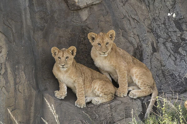 Lion (Panthera leo) cubs sitting on a kopje, Serengeti National Park, Tanzania