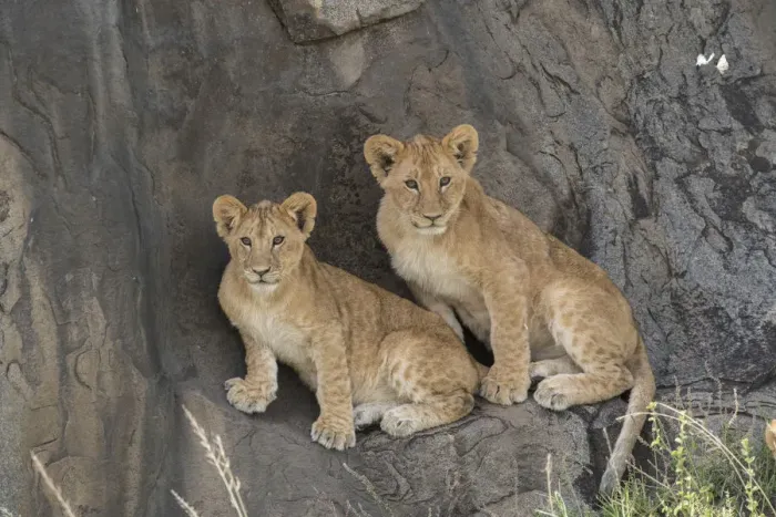 Framed Print : Lion (Panthera leo) cubs sitting on a kopje, Serengeti National Park, Tanzania Framed Print : Lion (Panthera leo) cubs sitting on a kopje, Serengeti National Park, Tanzania
