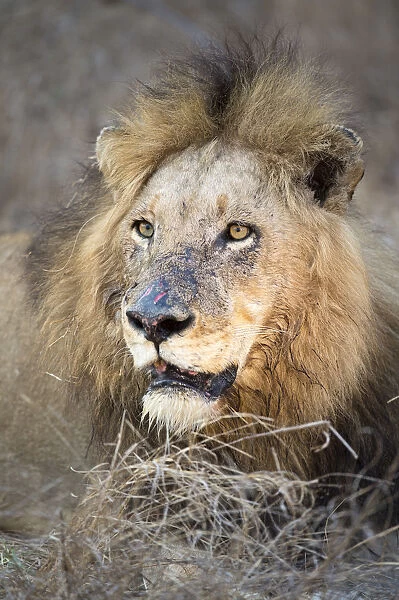 Lion (Panthera leo) dominant male resting and staring, South Africa, mpumalanga