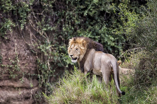 Lion (Panthera leo) looking around, Masai Mara National Reserve, Kenya