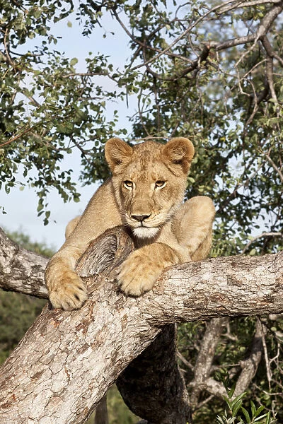 Lion (Panthera leo) on the lookout in a tree in early morning sun, South Africa