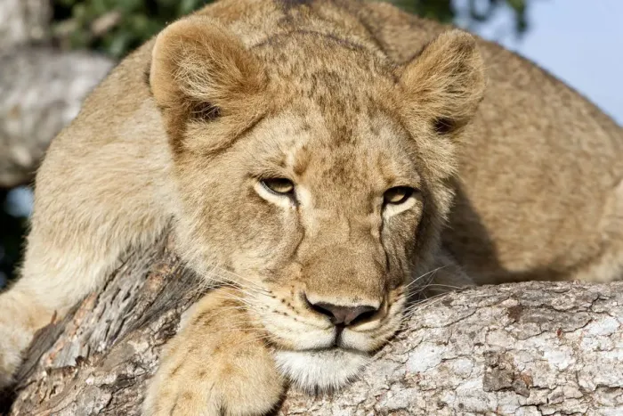 Framed Print : Lion (Panthera leo) lying in tree, South Africa, Sabi Sands Framed Print : Lion (Panthera leo) lying in tree, South Africa, Sabi Sands