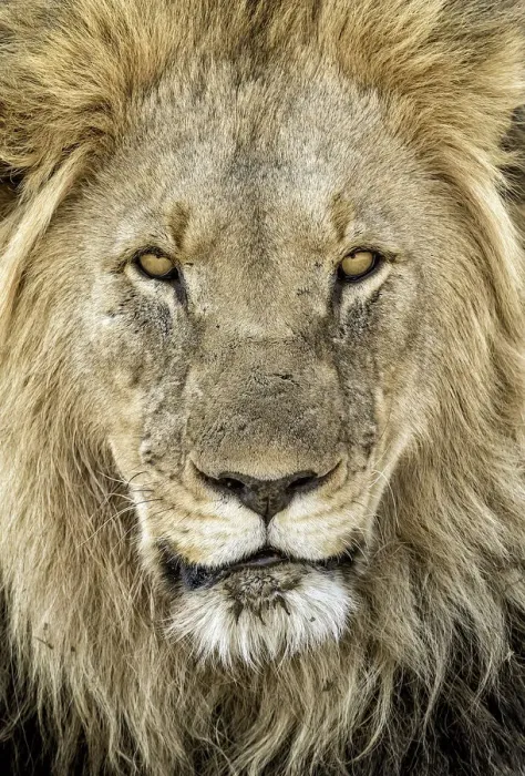 Framed Print : Lion (Panthera leo) portrait of a male, North West, South-Africa Framed Print : Lion (Panthera leo) portrait of a male, North West, South-Africa