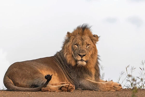 Lion( Panthera leo) resting, Zimanga, Mkuze, Kwazula-Natal, South Africa