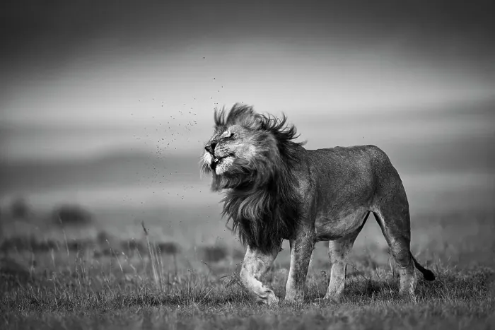 Framed Print : Lion (Panthera leo) shaking off flies, Maasai Mara National Reserve, Rift Valley Province, Kenya Framed Print : Lion (Panthera leo) shaking off flies, Maasai Mara National Reserve, Rift Valley Province, Kenya