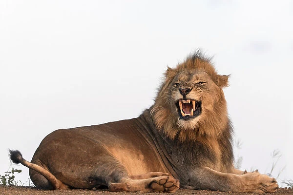 Lion (Panthera leo) showing teeth, Zimanga, Mkuze, Kwazula-Natal, South Africa