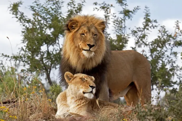 Framed Print : Lion (Panthera leo) standing in grass with Lioness (Panthera leo) resting underneath him