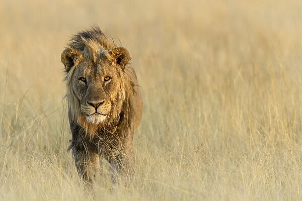 Lion (Panthera leo) standing in the grass, Namibia