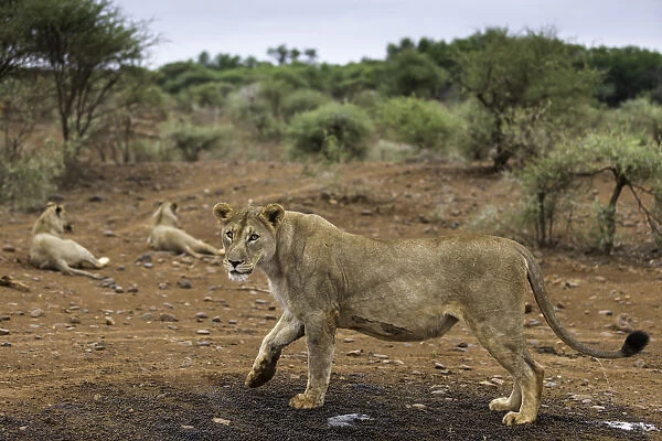 Lion (Panthera leo) standing near the pack, North West, South-Africa