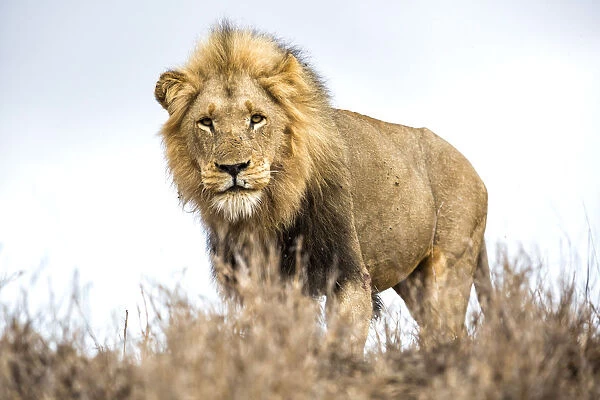 Lion (Panthera leo) standing on a small hill and looking at the camera