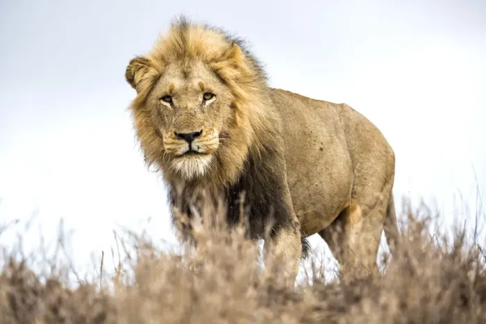 Framed Print : Lion (Panthera leo) standing on a small hill and looking at the camera Framed Print : Lion (Panthera leo) standing on a small hill and looking at the camera