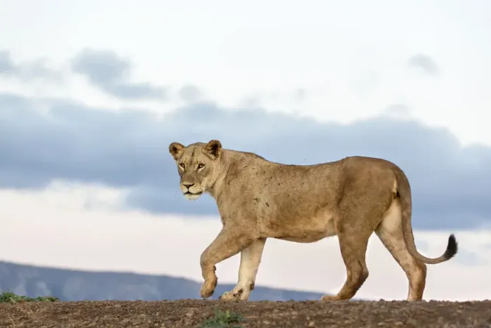 Framed Print : Lion (Panthera leo) walking arround, Mkuze, Kwazula-Natal, South-Africa Framed Print : Lion (Panthera leo) walking arround, Mkuze, Kwazula-Natal, South-Africa