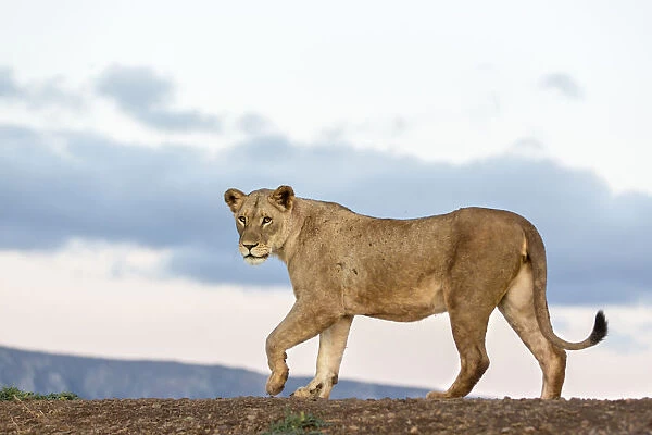 Lion (Panthera leo) walking arround, Mkuze, Kwazula-Natal, South-Africa