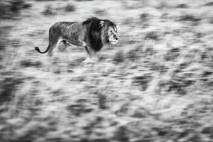 Framed Print : Lion (Panthera leo) walking through high grass, Maasai Mara National Reserve, Rift Valley Province, Kenya Framed Print : Lion (Panthera leo) walking through high grass, Maasai Mara National Reserve, Rift Valley Province, Kenya