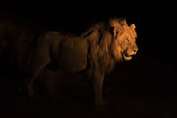 Lion (Panthera leo) walking at night, Sabi Sand Game reserve, Mpumalanga, South Africa