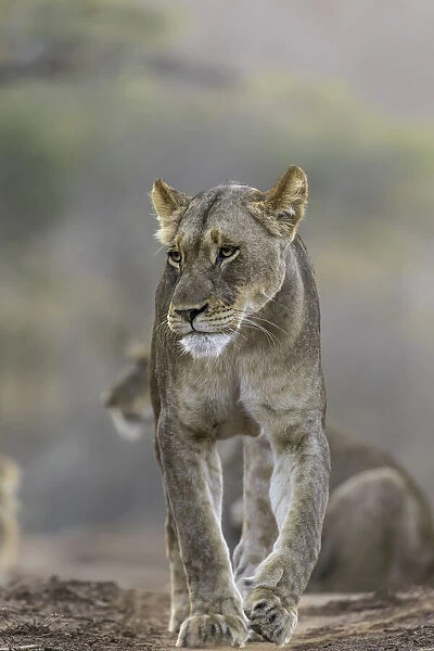 Lion (Panthera leo) walking on a path, Mkuze, Kwazula-Natal, South-Africa