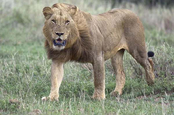 Lion (Panthera leo) walking against the wind over the savanna, South Africa, Limpopo
