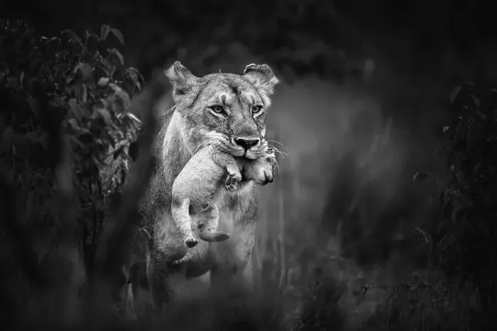 Framed Print : Lioness (Panthera leo) carrying cub, Maasai Mara National Reserve, Rift Valley Province, Kenya Framed Print : Lioness (Panthera leo) carrying cub, Maasai Mara National Reserve, Rift Valley Province, Kenya