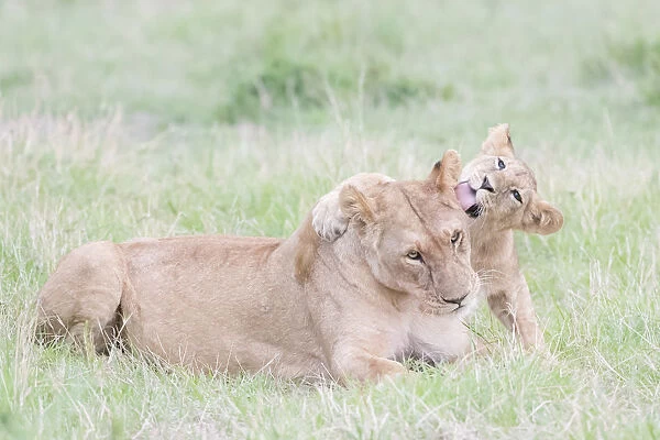 Lioness (Panthera leo) and cub playing, Masai Mara National Reserve, Kenya