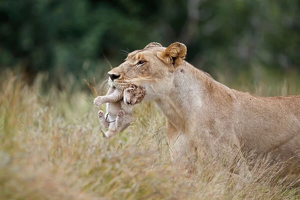 Lioness (Panthera leo) mother walking through high grass while carrying her newborn cub