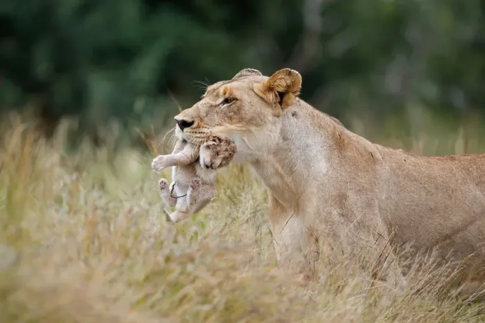 Framed Print : Lioness (Panthera leo) mother walking through high grass while carrying her newborn cub Framed Print : Lioness (Panthera leo) mother walking through high grass while carrying her newborn cub