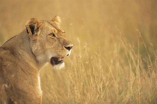 Lioness (Panthera leo) profile, Kenya, Masai Mara National Reserve
