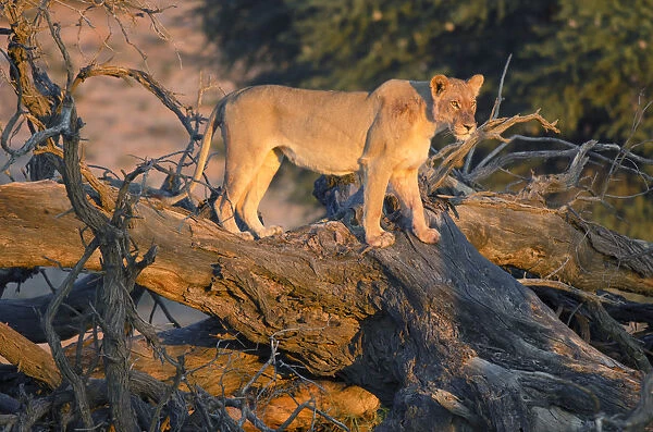 Lioness (Panthera leo) standing on a fallen tree, South Africa