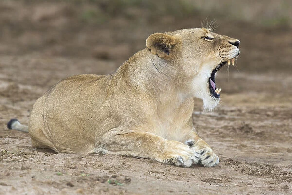 Lioness (Panthera leo) yawning and laying on the edge of the marsh land and open plains