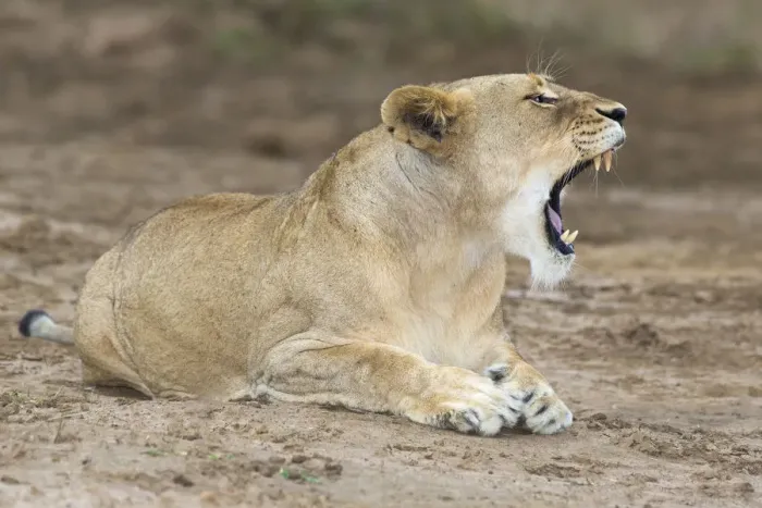 Framed Print : Lioness (Panthera leo) yawning and laying on the edge of the marsh land and open plains Framed Print : Lioness (Panthera leo) yawning and laying on the edge of the marsh land and open plains