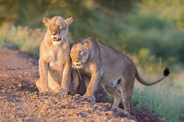 Two Lionesses (Panthera leo) socializing, Zimanga Private Game Reserve, Mkuze