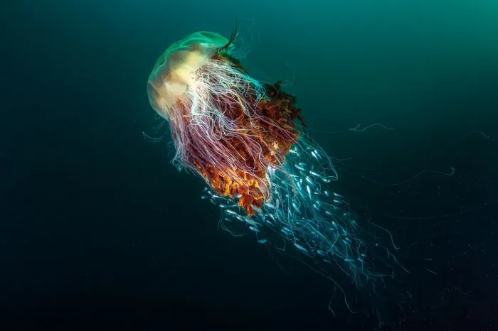 Framed Print : Lions Mane Jellyfish (Cyanea capillata) with a number of juvenile fish seeking refuge inside the stinging tentacles, taken at St. Kilda of the island of Hirta, Scotland Framed Print : Lions Mane Jellyfish (Cyanea capillata) with a number of juvenile fish seeking refuge inside the stinging tentacles, taken at St. Kilda of the island of Hirta, Scotland