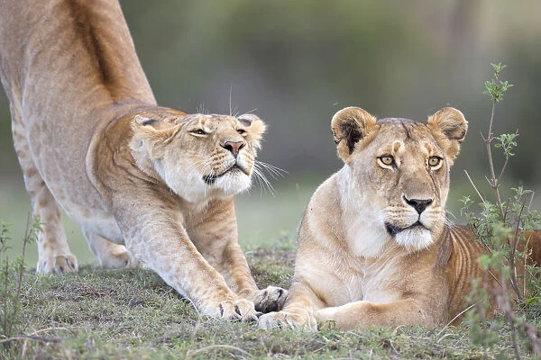Two Lions (Panthera leo) preparing for the hunt after resting, Kenya