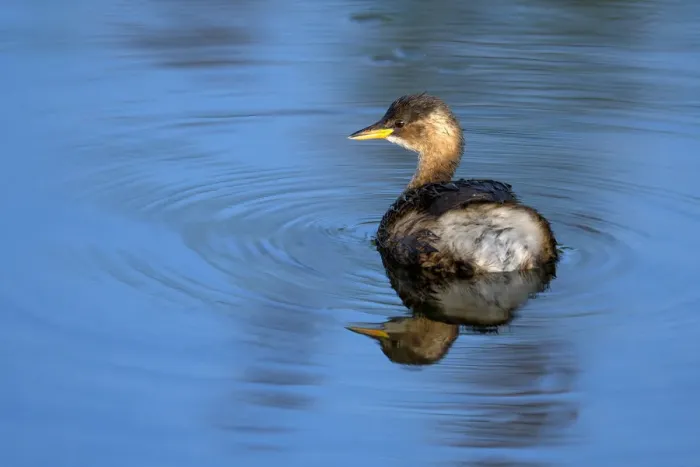 Framed Print : Little Grebe (Tachybaptus ruficollis) female on water with reflection, Roggebotzand Framed Print : Little Grebe (Tachybaptus ruficollis) female on water with reflection, Roggebotzand
