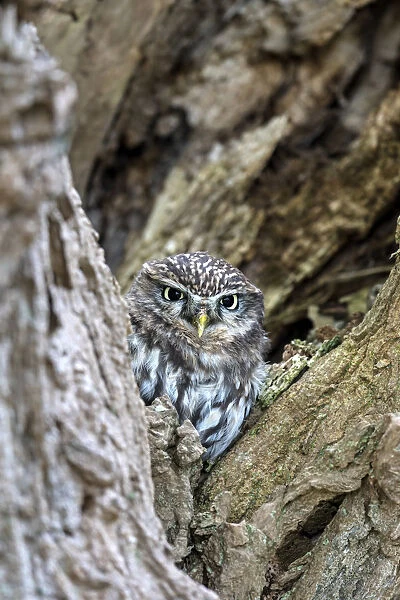 Little Owl (Athene noctua) hiding in old willow, Zalk, Overijssel, the Netherlands