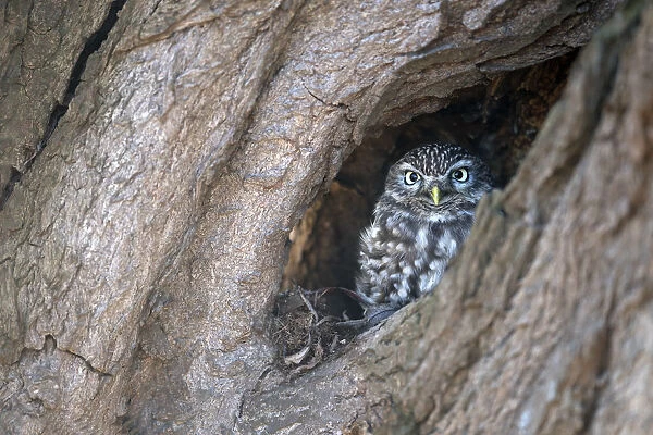Little Owl (Athene Noctua) perched in a old willow looking at camera, Zalk, Overijssel