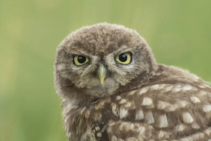 Framed Print : Little owl young portrait, The Netherlands Framed Print : Little owl young portrait, The Netherlands