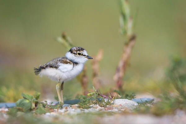 Little Ringed Plover (Charadrius dubius) chick standing, Zuid-Holland, The Netherlands