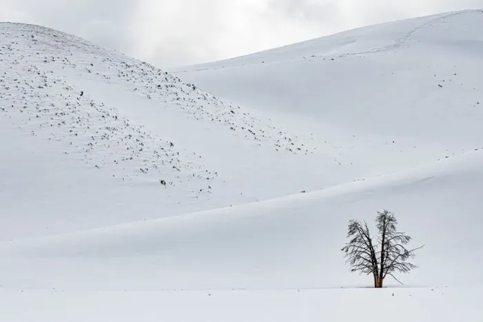 Framed Print : Lonely Tree at Hayden Valley, Yellowstone National Park, Wyoming, USA Framed Print : Lonely Tree at Hayden Valley, Yellowstone National Park, Wyoming, USA