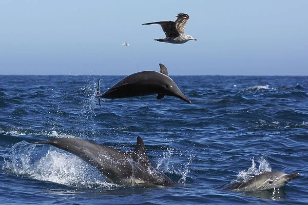 Long-beaked Common Dolphin (Delphinus capensis) trio jumping with gull flying, Santa Barbara