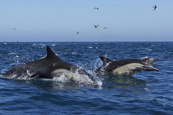 Long-beaked Common Dolphin (Delphinus capensis) pair jumping, Santa Barbara, California