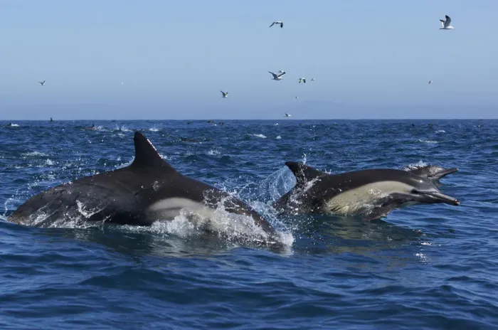 Framed Print : Long-beaked Common Dolphin (Delphinus capensis) pair jumping, Santa Barbara, California Framed Print : Long-beaked Common Dolphin (Delphinus capensis) pair jumping, Santa Barbara, California