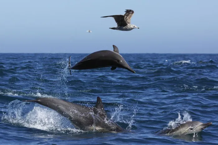 Framed Print : Long-beaked Common Dolphin (Delphinus capensis) trio jumping with gull flying, Santa Barbara Framed Print : Long-beaked Common Dolphin (Delphinus capensis) trio jumping with gull flying, Santa Barbara