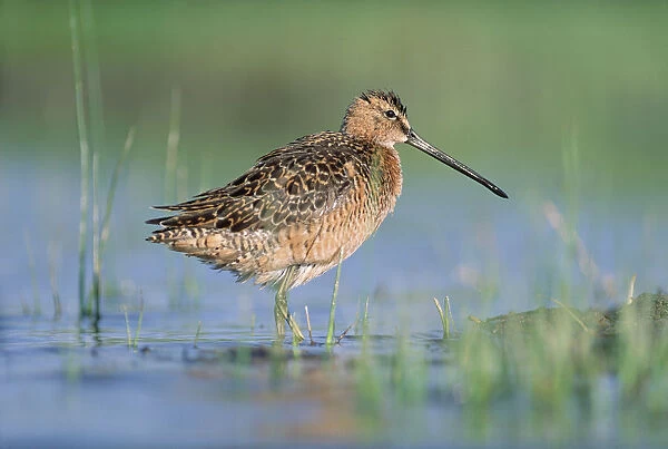 Long-billed Dowitcher (Limnodromus scolopaceus) in breeding plumage, North America