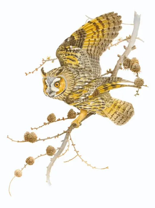 Framed Print : Long-eared Owl (Asio otus) in a European Larch (Larix decidua) ready for take off Framed Print : Long-eared Owl (Asio otus) in a European Larch (Larix decidua) ready for take off