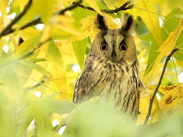 Long-eared Owl (Asio otus) perched on a branch looking at camera in the Netherlands