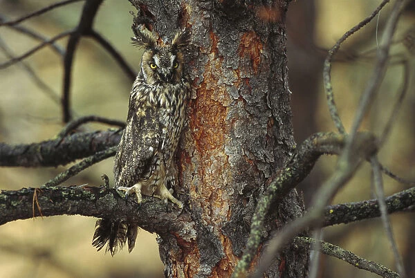Long-eared Owl (Asio otus) perched in tree, circumpolar species, British Columbia, Canada