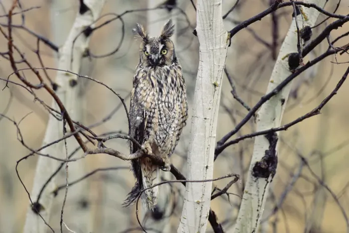 Framed Print : Long-eared Owl (Asio otus) perching in a tree, circumpolar species, British Columbia